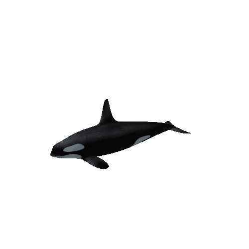 Orcinus orca